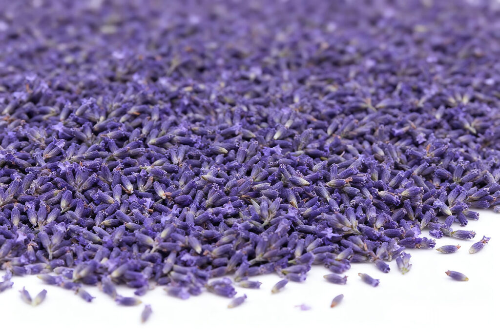Dried Lavender Material Prepared for Supercritical Fluid Extraction