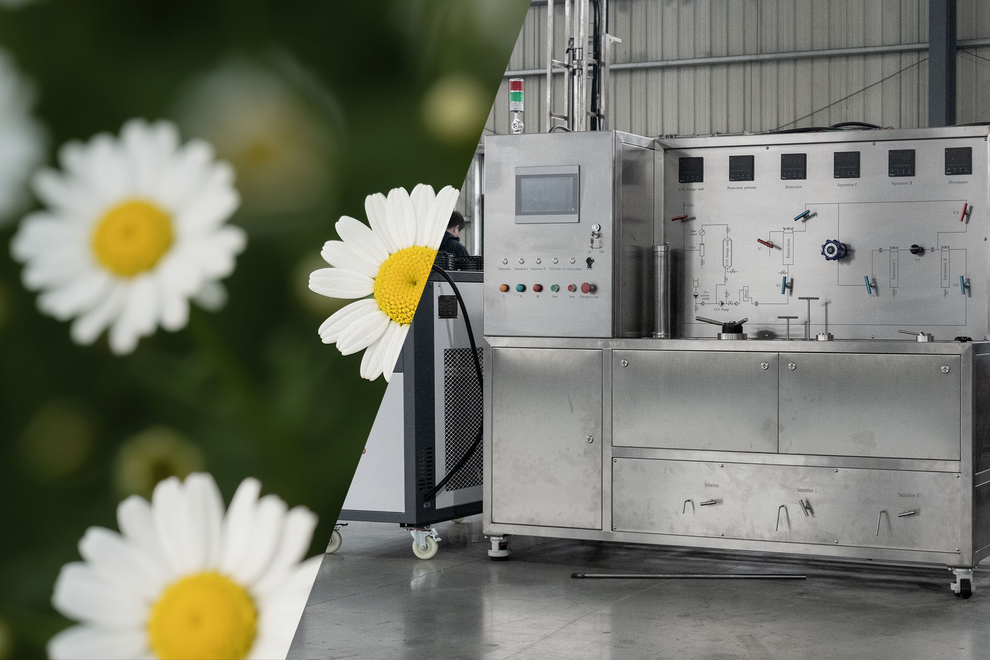 Chamomile Supercritical CO2 Extraction: A High-Purity Process that Preserves Heat-Sensitive Active Compounds